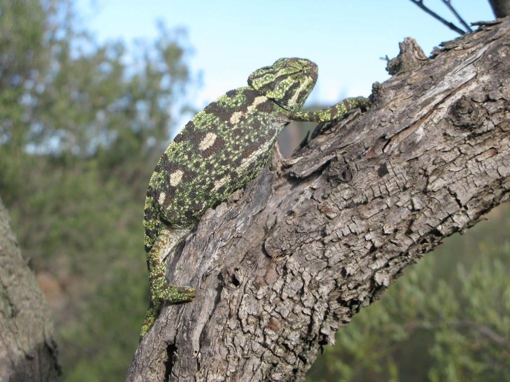 EL CENTRO CONTROL DE LA BIODIVERSIDAD DE MÁLAGA HA REINTRODUCIDO DIEZ NUEVOS EJEMPLARES DE CAMALEÓN COMÚN EN MONTE DE SAN ANTÓN camaleon