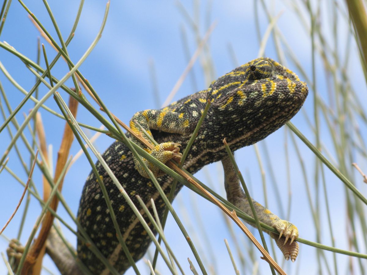 EL CENTRO CONTROL DE LA BIODIVERSIDAD DE MÁLAGA HA REINTRODUCIDO DIEZ NUEVOS EJEMPLARES DE CAMALEÓN COMÚN EN MONTE DE SAN ANTÓN