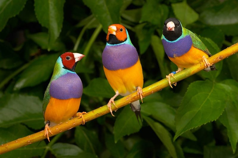 EL PARQUE DEL OESTE DE MÁLAGA ACOGE UNA RUTA ORNITOLÓGICA POR LA CELEBRACIÓN DEL DÍA MUNDIAL DE LAS AVES
