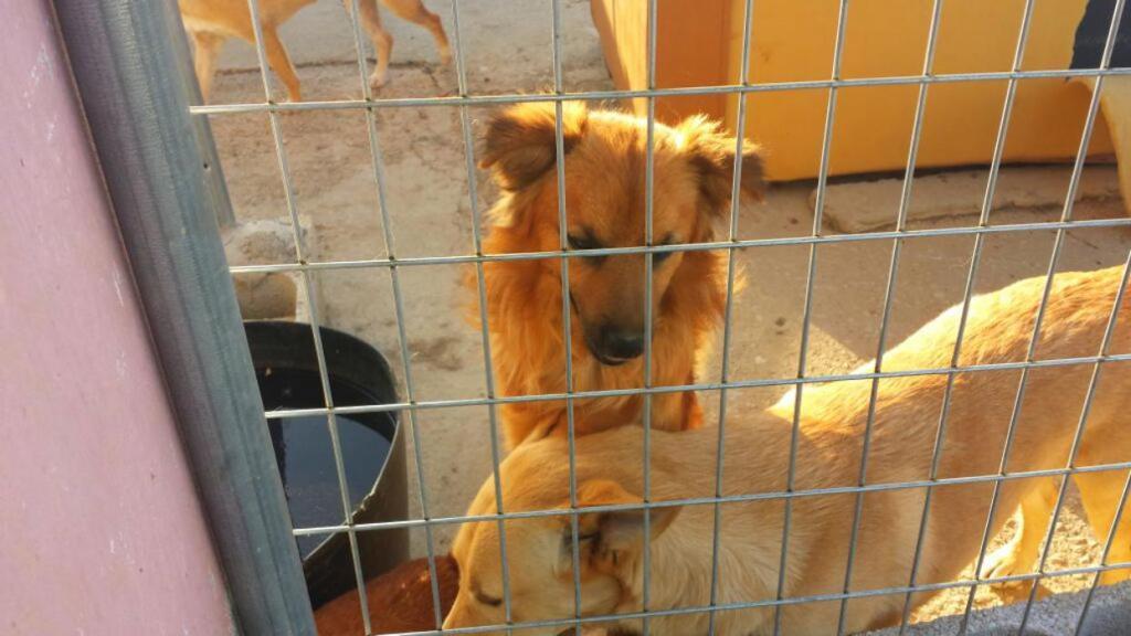 LA PROTECTORA DE ANIMALES PALEVLAS DE MÁLAGA SOLICITA AYUDA URGENTE
