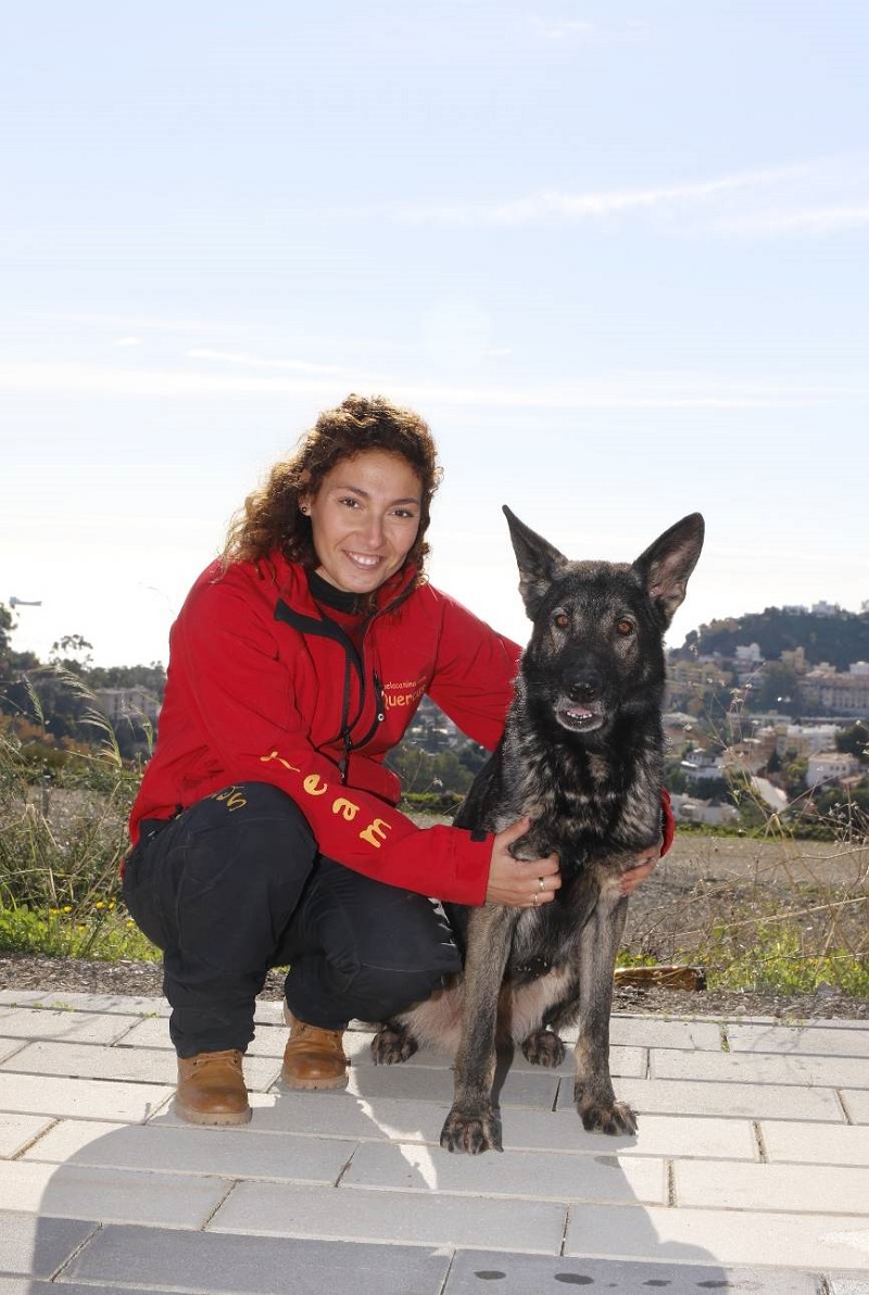 JACKO, ADIESTRADO EN LA ESCUELA CANINA MUNICIPAL QUERCUS, PARTICIPA CON LA SELECCIÓN ESPAÑOLA EN EL CAMPEONATO MUNDIAL DE PERROS DE TRABAJO Y UTILIDAD