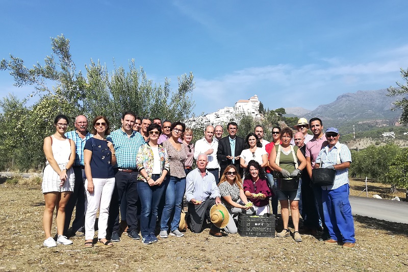 Comienza la campaña 2019/2020 de la Aceituna Aloreña de Málaga Comienza la campaña 2019/2020 de la Aceituna Aloreña de Málaga