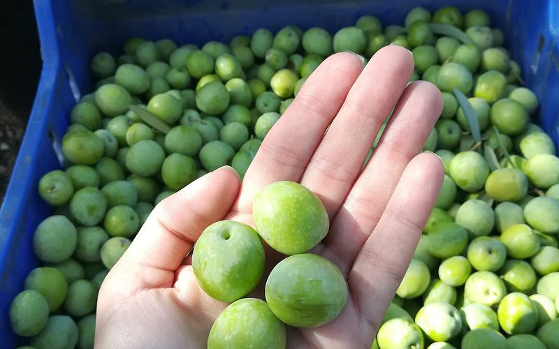 Comienza la campaña 2019/2020 de la Aceituna Aloreña de Málaga