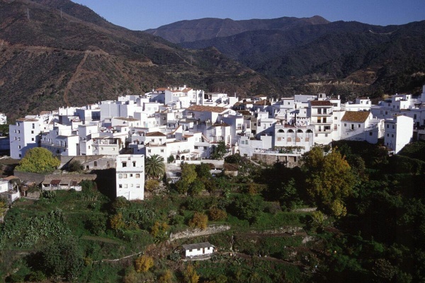 Fallece un hombre al caerle un árbol encima en una finca de Istán, Málaga