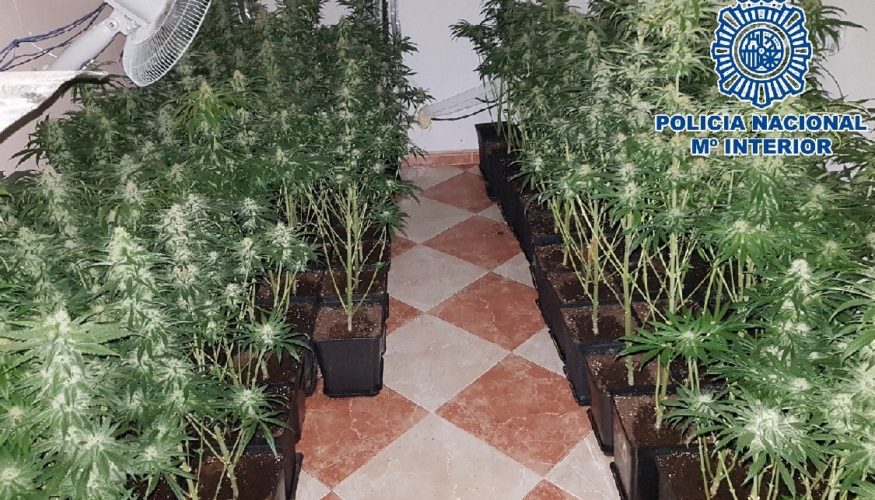 La Policía Nacional desmantela una plantación de marihuana en una vivienda de Málaga