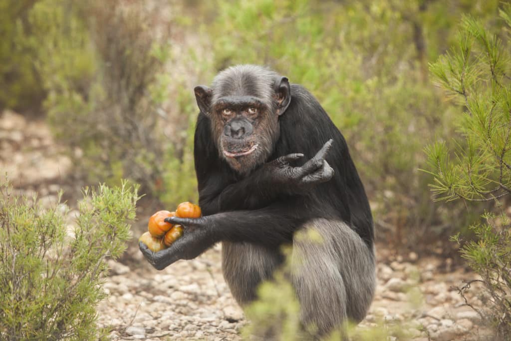 1 DE SEPTIEMBRE: MUCHO QUE REFLEXIONAR EN EL DÍA INTERNACIONAL DEL PRIMATE