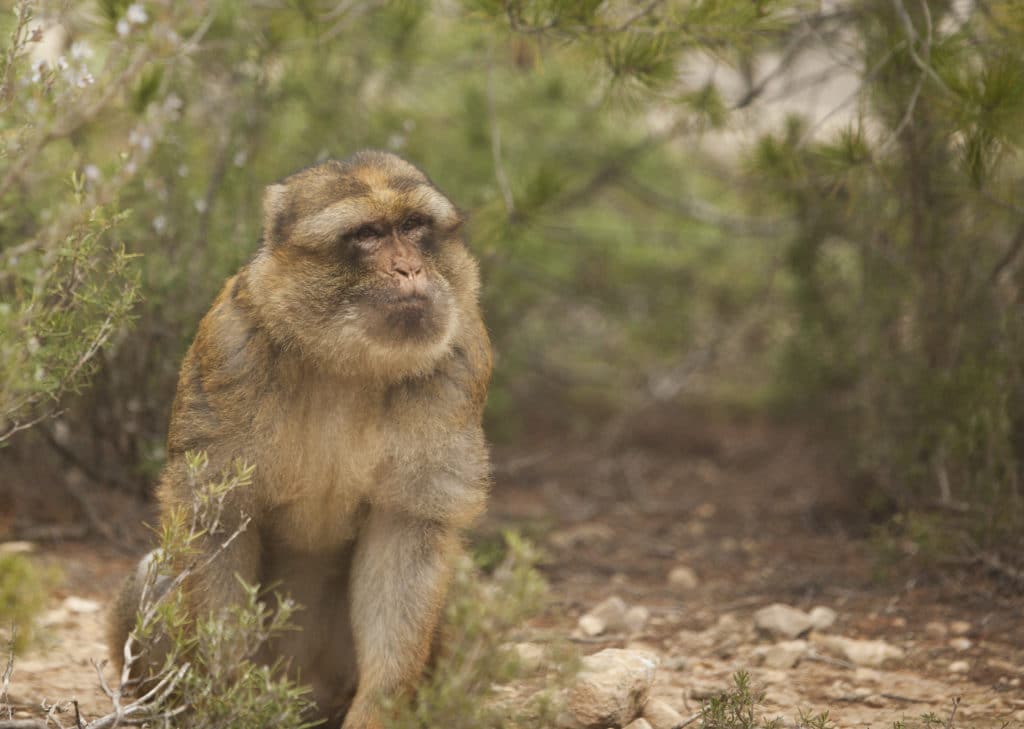 1 DE SEPTIEMBRE: MUCHO QUE REFLEXIONAR EN EL DÍA INTERNACIONAL DEL PRIMATE