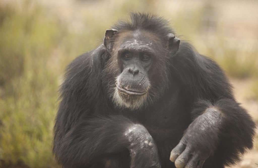1 DE SEPTIEMBRE: MUCHO QUE REFLEXIONAR EN EL DÍA INTERNACIONAL DEL PRIMATE