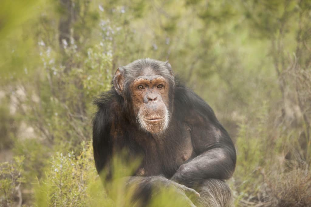 1 DE SEPTIEMBRE: MUCHO QUE REFLEXIONAR EN EL DÍA INTERNACIONAL DEL PRIMATE