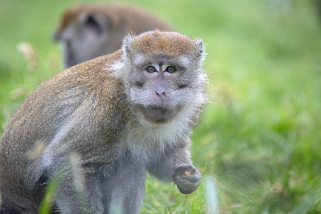 1 DE SEPTIEMBRE: MUCHO QUE REFLEXIONAR EN EL DÍA INTERNACIONAL DEL PRIMATE