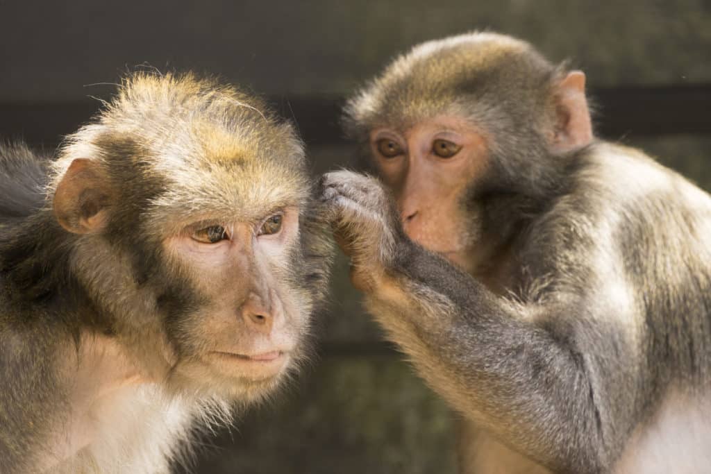1 DE SEPTIEMBRE: MUCHO QUE REFLEXIONAR EN EL DÍA INTERNACIONAL DEL PRIMATE