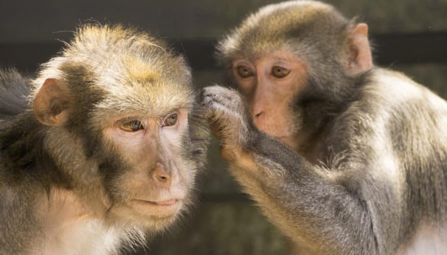 1 DE SEPTIEMBRE: MUCHO QUE REFLEXIONAR EN EL DÍA INTERNACIONAL DEL PRIMATE