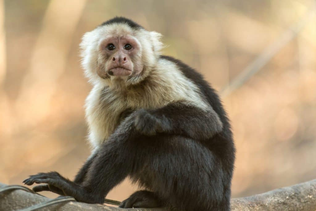 1 DE SEPTIEMBRE: MUCHO QUE REFLEXIONAR EN EL DÍA INTERNACIONAL DEL PRIMATE