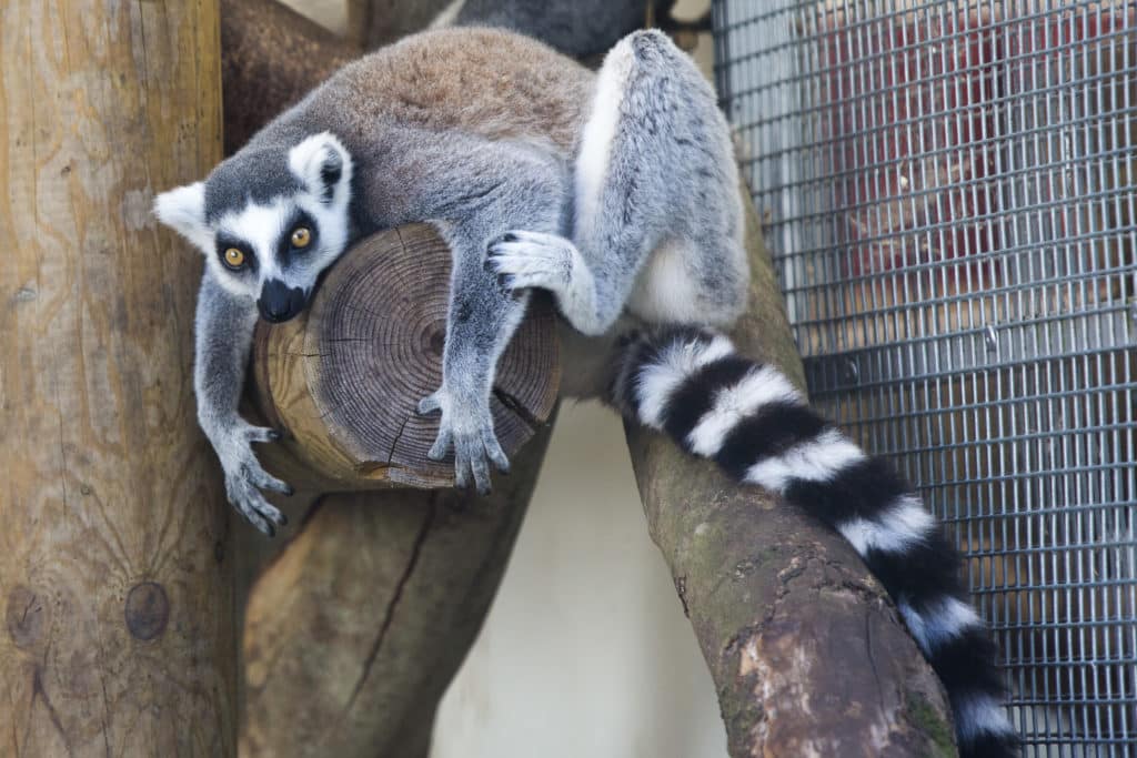 1 DE SEPTIEMBRE: MUCHO QUE REFLEXIONAR EN EL DÍA INTERNACIONAL DEL PRIMATE