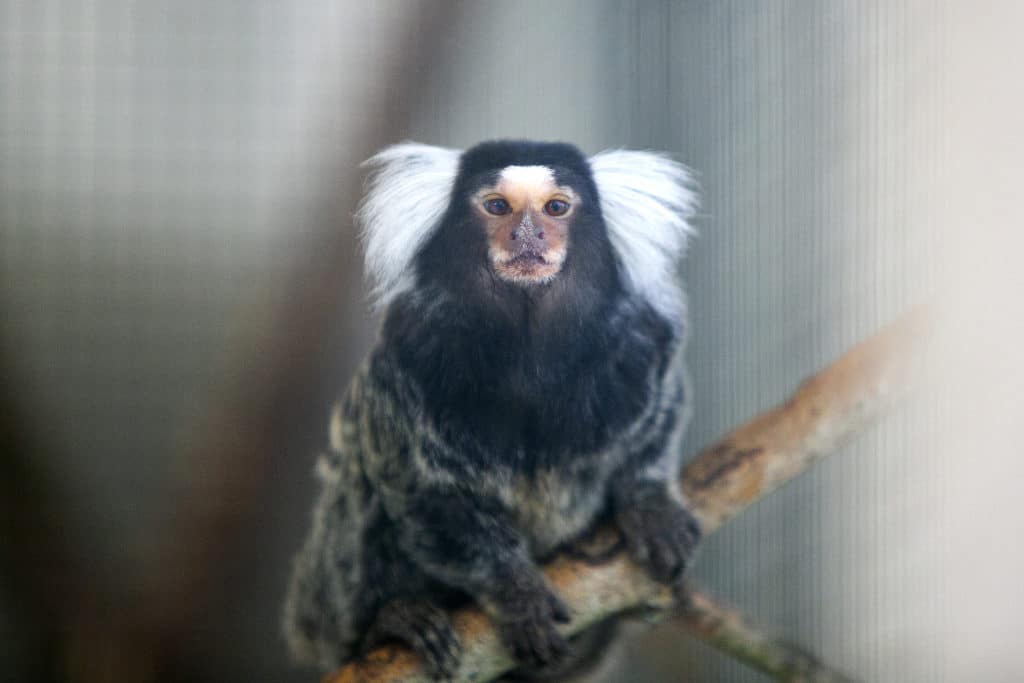 1 DE SEPTIEMBRE: MUCHO QUE REFLEXIONAR EN EL DÍA INTERNACIONAL DEL PRIMATE