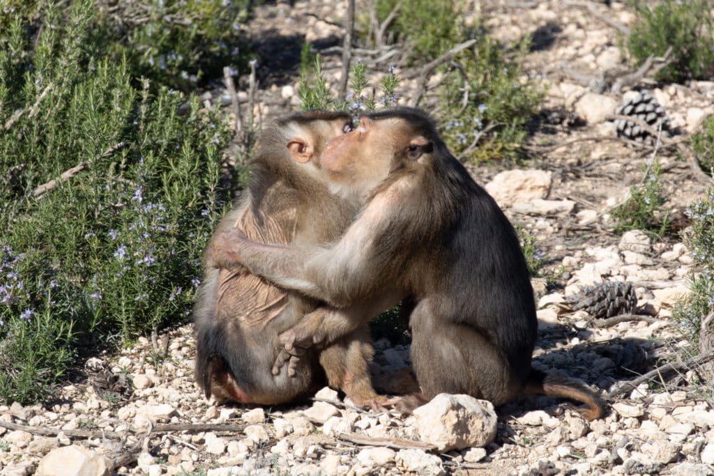 1 DE SEPTIEMBRE: MUCHO QUE REFLEXIONAR EN EL DÍA INTERNACIONAL DEL PRIMATE