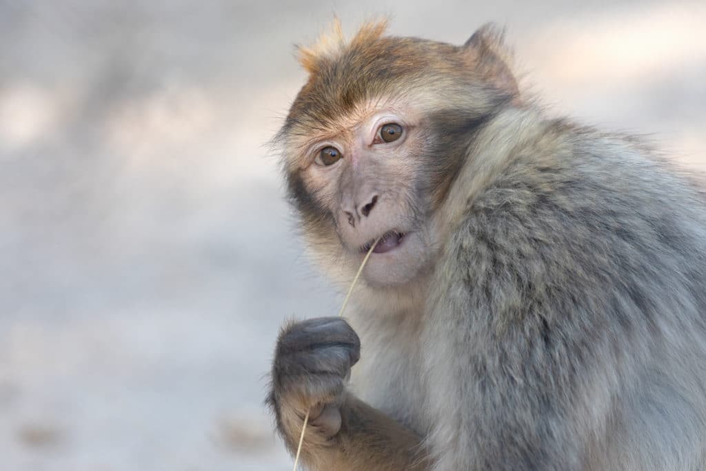 1 DE SEPTIEMBRE: MUCHO QUE REFLEXIONAR EN EL DÍA INTERNACIONAL DEL PRIMATE
