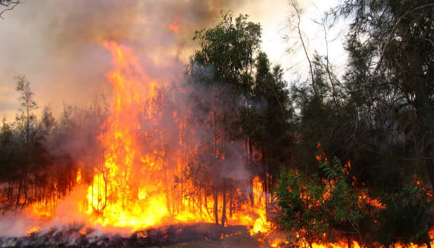 El Infoca da por controlado el incendio declarado junto a la AP-7 en Mijas, Málaga