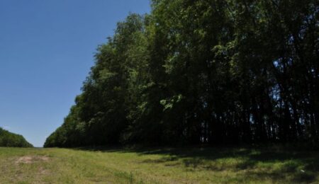 Arranca el jueves la 'VII Ruta de los Árboles Solidarios' en la localidad malagueña de Mijas Pueblo