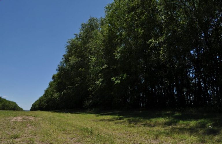 Arranca el jueves la 'VII Ruta de los Árboles Solidarios' en la localidad malagueña de Mijas Pueblo