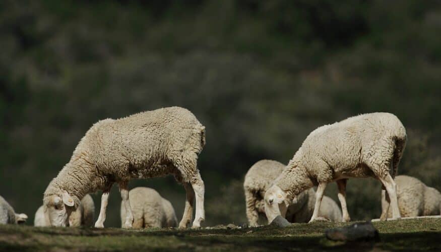 Agricultura compra 970.000 vacunas del serotipo 3 de la lengua azul para frenar su avance en Andalucía
