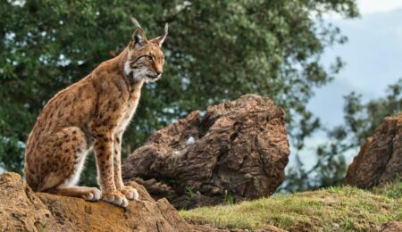 La cría en cautividad, la clave oculta para salvar especies en peligro de extinción