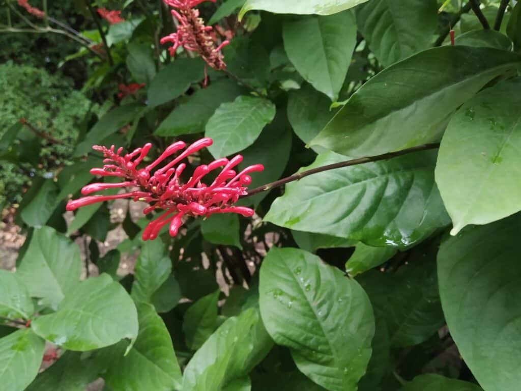 La planta del mes de noviembre en el Jardín Botánico Histórico La Concepción es la espiga de fuego