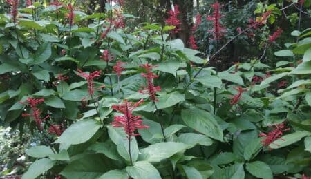 La planta del mes de noviembre en el Jardín Botánico Histórico La Concepción es la espiga de fuego
