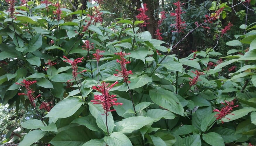 La planta del mes de noviembre en el Jardín Botánico Histórico La Concepción es la espiga de fuego