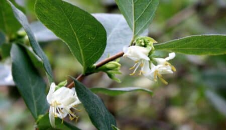 La planta del mes de enero en el Jardín Botánico Histórico La Concepción es la madreselva de invierno
