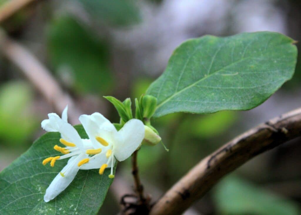 La planta del mes de enero en el Jardín Botánico Histórico La Concepción es la madreselva de invierno