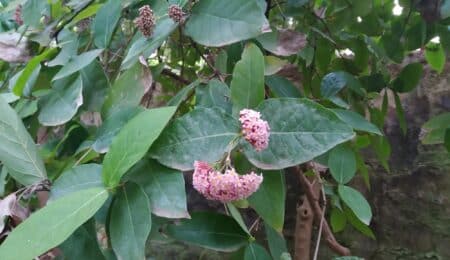 La planta del mes de febrero en el Jardín Botánico Histórico La Concepción es la rogiera