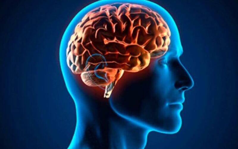 ¿Hambre o sed? Así nos confunde el cerebro cuando nos deshidratamos