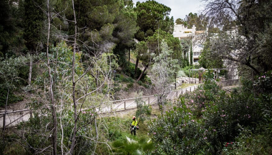 El Ayuntamiento de Málaga acomete trabajos de prevención de incendios en los parques forestales y periurbanos de la ciudad El Ayuntamiento de Málaga, a través del Área de Sostenibilidad Medioambiental, está acometiendo un año más los trabajos de prevención de incendios forestales en los parques forestales y periurbanos de la ciudad, actuaciones que se llevan a cabo cada primavera una vez finalizado el periodo de lluvias y que se complementan con las labores de silvicultura que se vienen realizando desde el pasado otoño. A estas acciones se une la eliminación de árboles secos afectados por el ante el debilitamiento progresivo del pinar que se está produciendo de forma generalizada en distintas ubicaciones del país y de la provincia como consecuencia de las condiciones climáticas actuales, aunque en los últimos meses se ha agudizado el decaimiento de ejemplares por la presencia de insectos perforadores de la madera que aceleran la muerte de los árboles más debilitados. Esta campaña de primavera, que se desarrolla entre los meses de abril y junio, consisten fundamentalmente en el desbroce de cortafuegos y fajas auxiliares perimetrales, así como en la poda de arbustos y árboles al objeto de interrumpir la continuidad vertical y horizontal de propagación en caso de incendio. Aunque el ámbito de actuación incluye la totalidad de los parques forestales y periurbanos, se hace especial hincapié en las zonas colindantes o próximas a viviendas u otras edificaciones, así como vías senderos, carreteras, entornos afectados por instalaciones eléctricas y equipamientos como los parques infantiles o caninos. Estos trabajos, que se llevan a cabo a través del lote 5 del servicio de conservación, mantenimiento y mejora de la infraestructura verde de Málaga, que fue adjudicado a la empresa Perica Obras y Servicios, S. A., y que abarca los trabajos de mantenimiento de todos los parques forestales y naturales periurbanos de la ciudad, además de la limpieza de parcelas municipales, por un importe en esta anualidad de 1.146.333,05 euros (IVA incluido). En total, la superficie de actuación es de 517.561,82 metros cuadrados. En paralelo, también se está llevando a cabo la campaña de desbroce de parcelas de titularidad municipal en los 11 distritos de la ciudad, que suman otros 430.056,92 metros cuadrados.