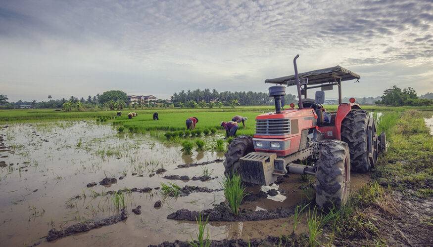 Cultivo de arroz