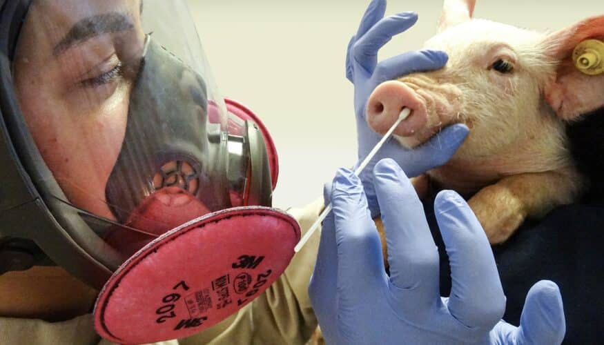 Sanidad refuerza la prevención, preparación y respuesta frente a las gripes de origen animal con un plan estatal