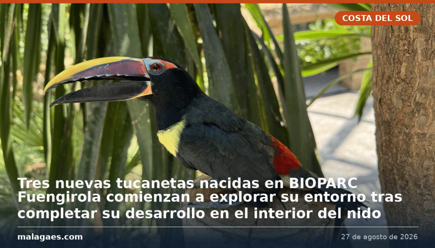 Tres nuevas tucanetas nacidas en BIOPARC Fuengirola comienzan a explorar su entorno tras completar su desarrollo en el interior del nido