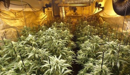 La Policía Nacional detiene a dos fugitivos responsables de la mayor plantación de marihuana incautada en Hungría