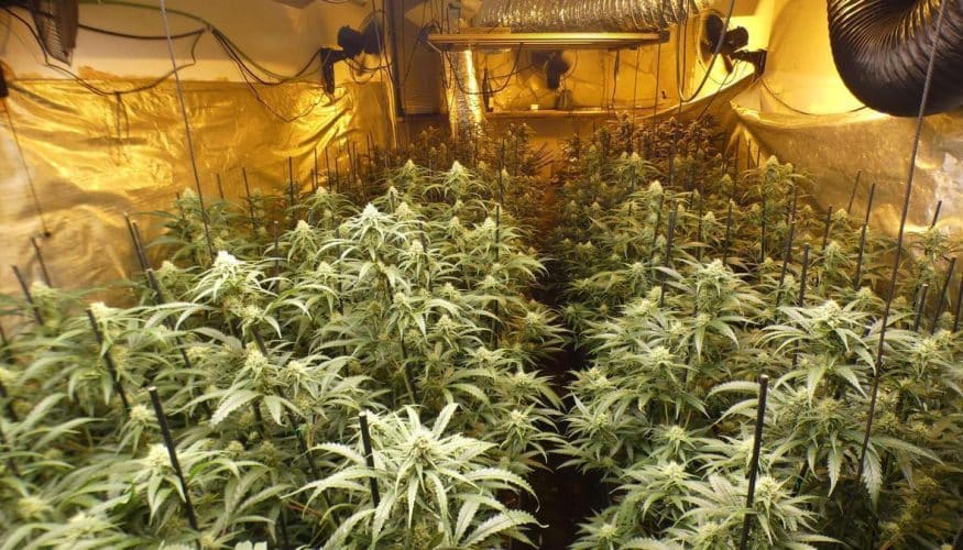 La Policía Nacional detiene a dos fugitivos responsables de la mayor plantación de marihuana incautada en Hungría