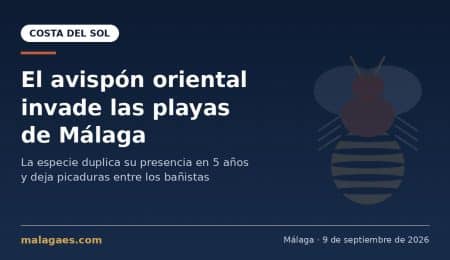 El avispón oriental llega a las playas de Málaga