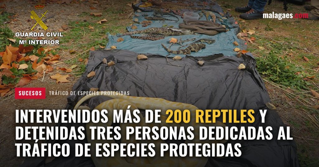Intervenidos más de 200 reptiles y detenidas tres personas dedicadas al tráfico de especies protegidas