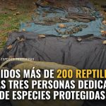 Intervenidos más de 200 reptiles y detenidas tres personas dedicadas al tráfico de especies protegidas