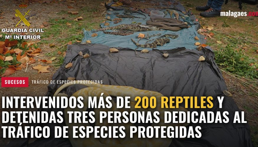 Intervenidos más de 200 reptiles y detenidas tres personas dedicadas al tráfico de especies protegidas hazme un banner para malagaes.com con este texto e incluye la foto de fondo