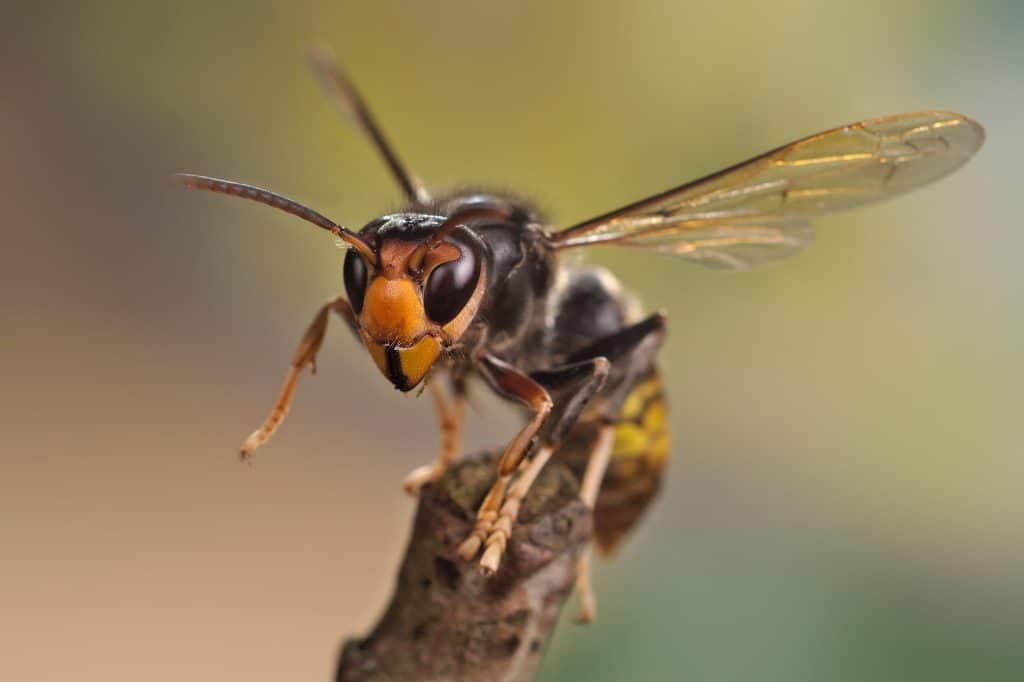 Vecinos de Nueva Málaga piden una actuación urgente contra una plaga de avispas asiáticas
