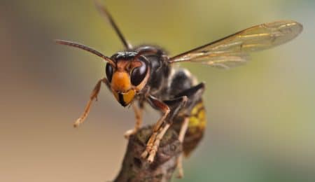 Vecinos de Nueva Málaga piden una actuación urgente contra una plaga de avispas asiáticas