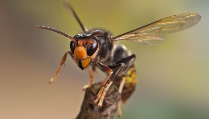 Vecinos de Nueva Málaga piden una actuación urgente contra una plaga de avispas asiáticas