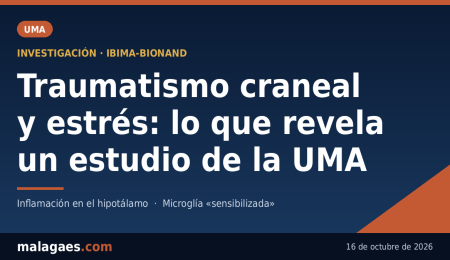 Un estudio de la UMA relaciona los traumatismos craneales con una mayor sensibilidad al estrés Un estudio de la UMA relaciona los traumatismos craneales con una mayor sensibilidad al estrés